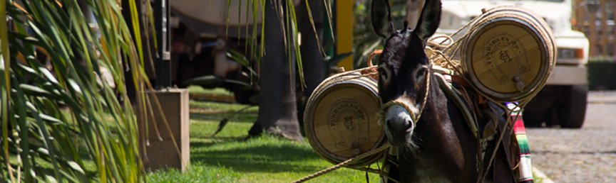 BarLifeUK's tweet photo. 'We were followed by a donkey carrying two barrels of Herradura tequila!' https://t.co/Vwq3QzKvxV #BarLifeAdventures https://t.co/LA3KTHEaxX
