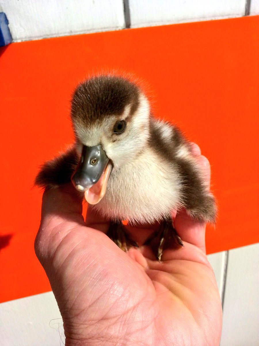 Early this morning returning from a call we rescued this little chap found alone, cold &amp; exhausted.