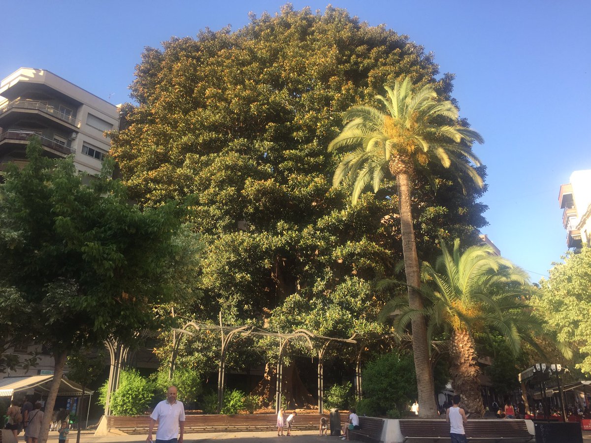 Turismo De Murcia No Twitter Un Imponente Ficus Centenario Domina La Plaza De Santo Domingo Haciendo De Ella Un Espacio Unico De La Ciudad Https T Co Drgfkf5l8k Twitter