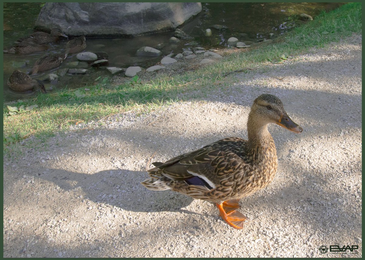 evaprocks's tweet photo. #HappyHumpDay #duckgang #quack #NaturePhotographyDay #cute #wildlife #photography #nature #evaprocks 📷📷📷 https://t.co/nLgSgp8Akh