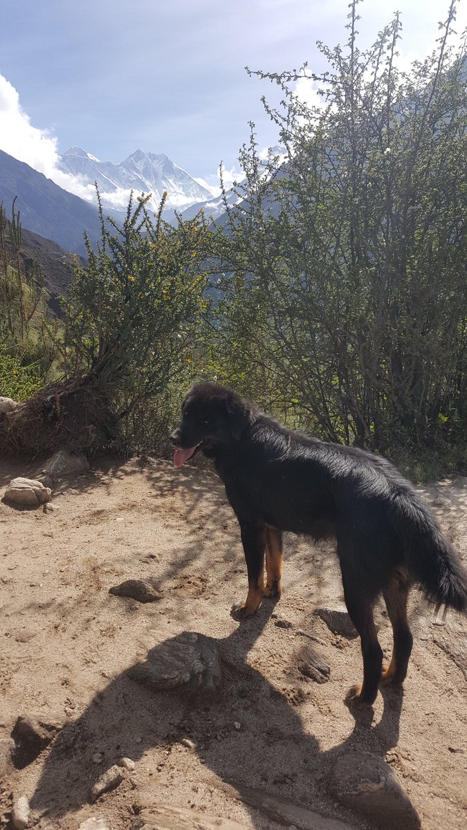 nscharfe's tweet image. He approves of the view #mteverest #ebctrek