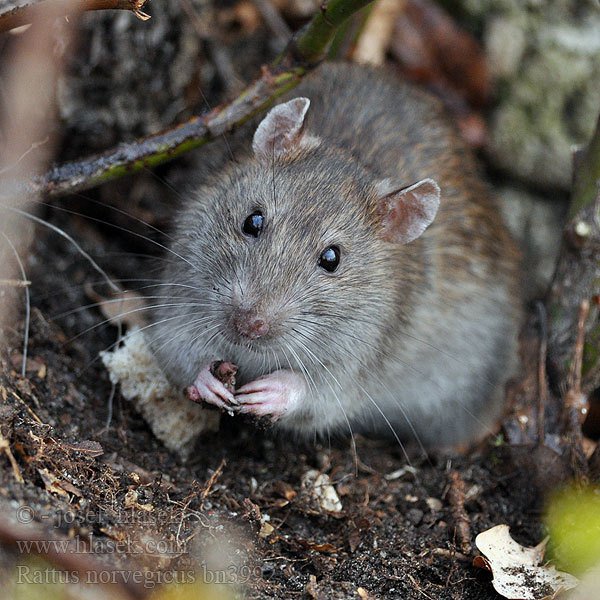 The21Mag's tweet photo. ¿Por qué odiamos a las ratas? https://t.co/5mAf5mi6QN https://t.co/7ig7JNyArB