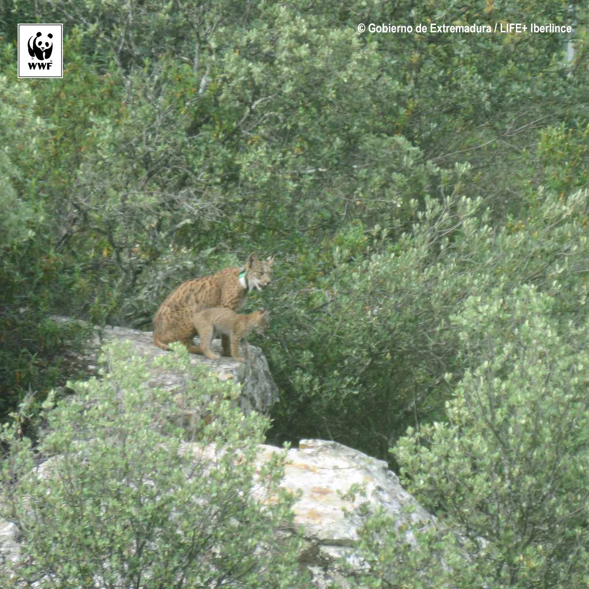 WWFespana's tweet photo. Poco a poco, el lince reconquista la Península:31 cachorros han nacido esta primavera fuera de Andalucía #Iberlince https://t.co/1B1xaEUKSS