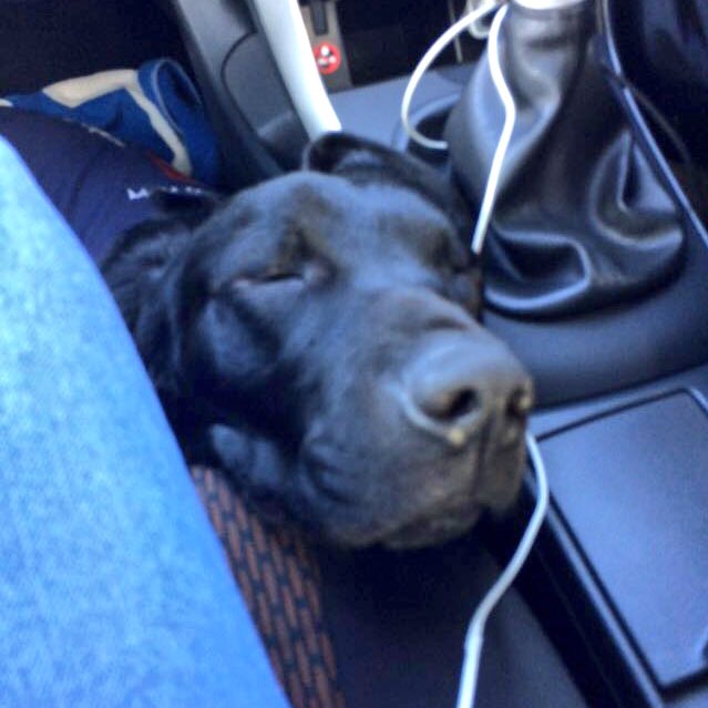 Uber_RSA's tweet photo. A message from Olga to you all: "Thank you for the love &amp; cuddles, CT. I officially declare it nap time!" #UberPAWS https://t.co/8piT2S5pwk