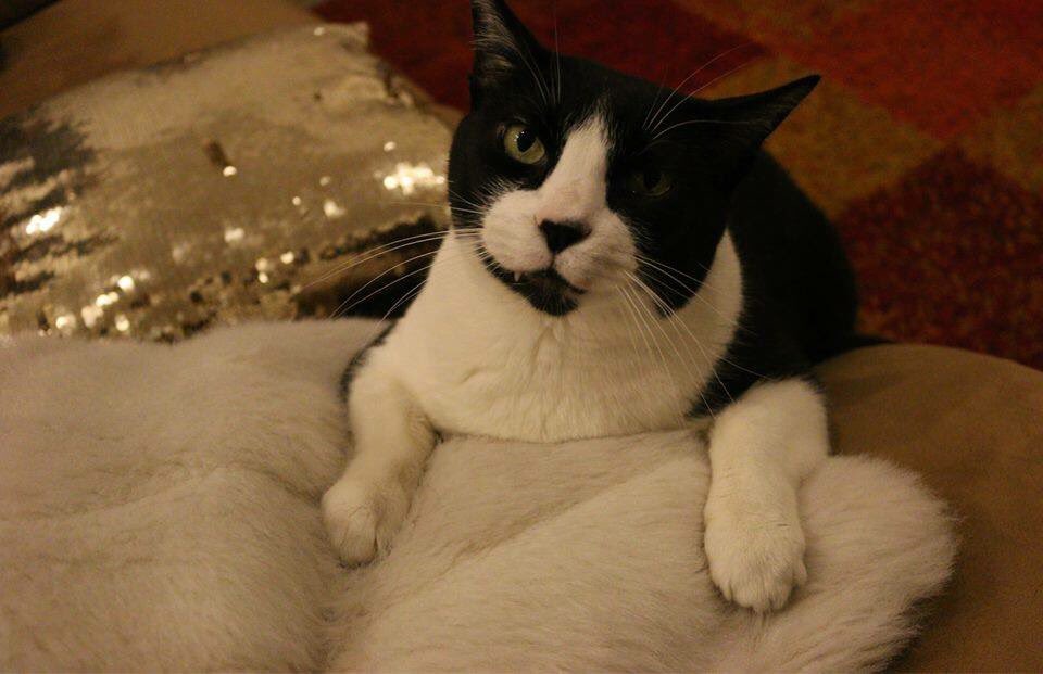 LyannGray's tweet photo. @En_laDelValle Hola! Este gatito está en busca de un hogar! Me regalarías un RT para difundirlo? 🐱🌀 Mil gracias! ❤️ https://t.co/yYy3YnVP96