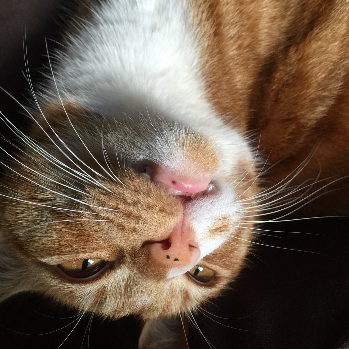 legogingertom's tweet photo. #whiskerswednesday #CatsOfTwitter https://t.co/eqp7xXi6nu