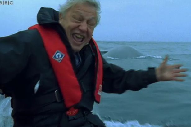 alexlariley's tweet photo. When growing up, blue whales can gain as much as 66kg/day. That's nearly an Attenborough a day. https://t.co/3oV9ObRJAc