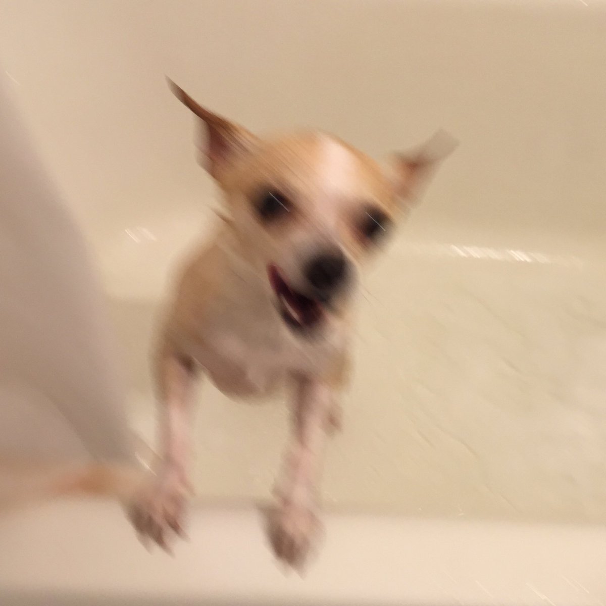 wallpapers Barking Meme Twitter generic dog meme auf twitter barks in