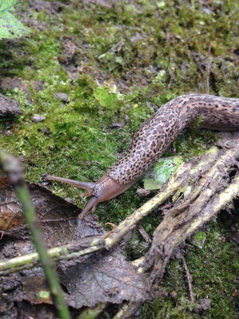 dulwichuwood's tweet photo. Big &amp; beautiful leopard slug greeted volunteers in our woodland food garden https://t.co/h874nl8QzJ