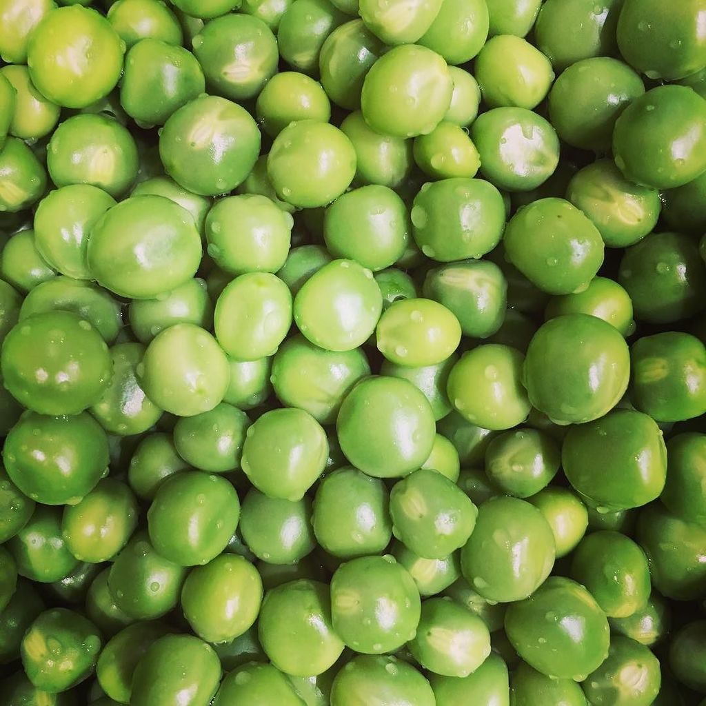 Damebio's tweet photo. Congélation des petits pois frais et bio du jardin 💚 #veggie #récolte #lifestyle #organicf… https://t.co/5bYoGO16Hp https://t.co/YbruWZ0NIw