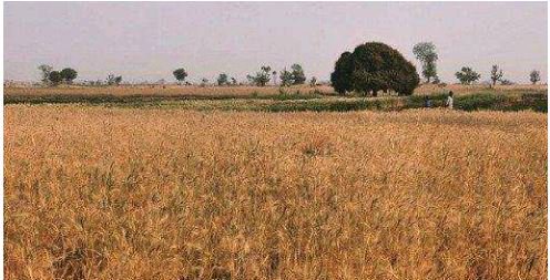 Sultan Sokoto Hausa Sultan Sokoto Huge Bbc Hausa Readers