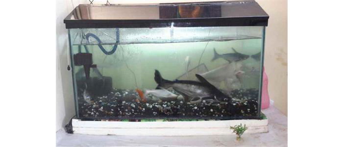JustKlickdotin's tweet image. Fish &amp;amp; tank with complete accessories and filter available for sale -ow.ly/4ulO301gXdQ #justklick #adsonline