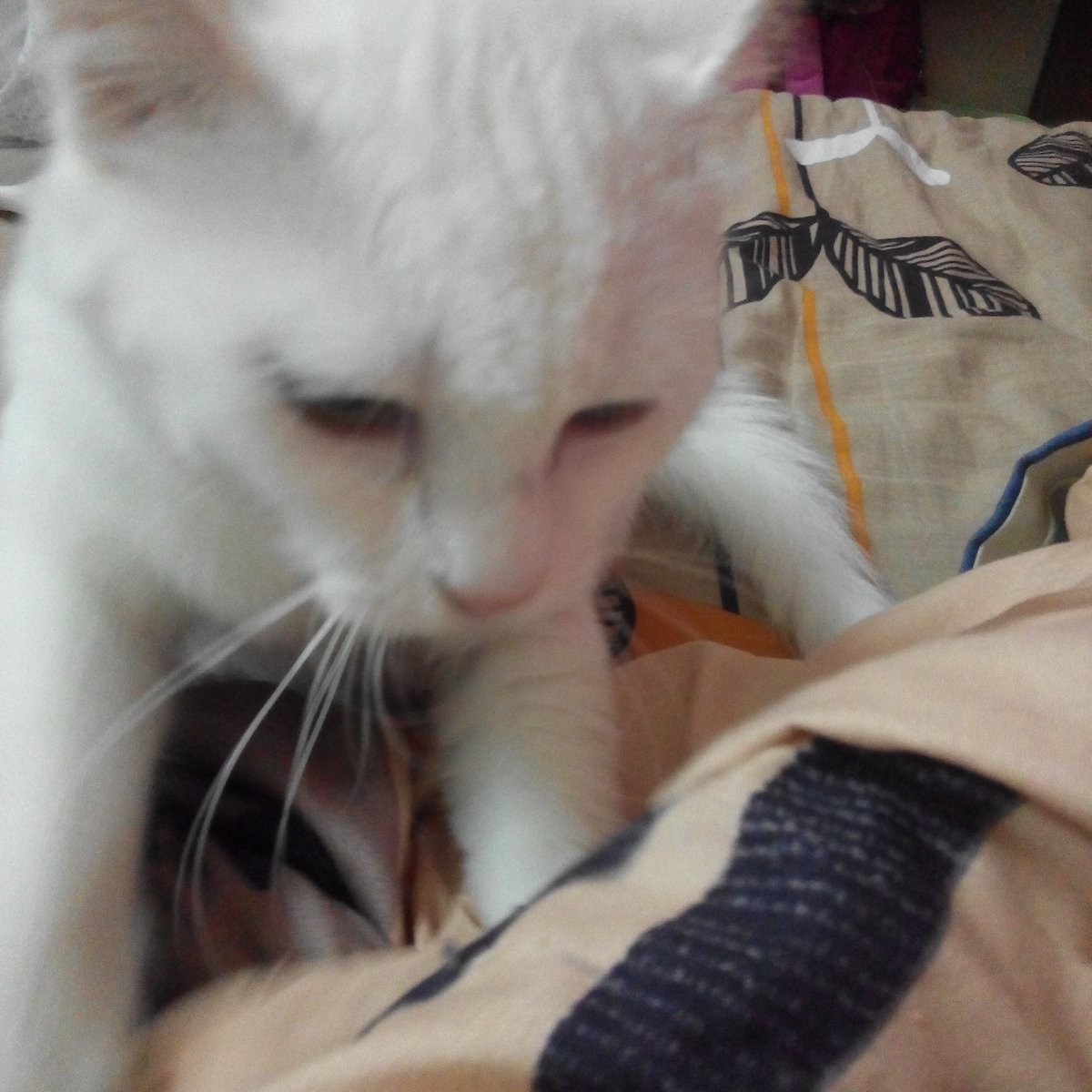 JFarahnini's tweet photo. Meow https://t.co/XQPXviU272