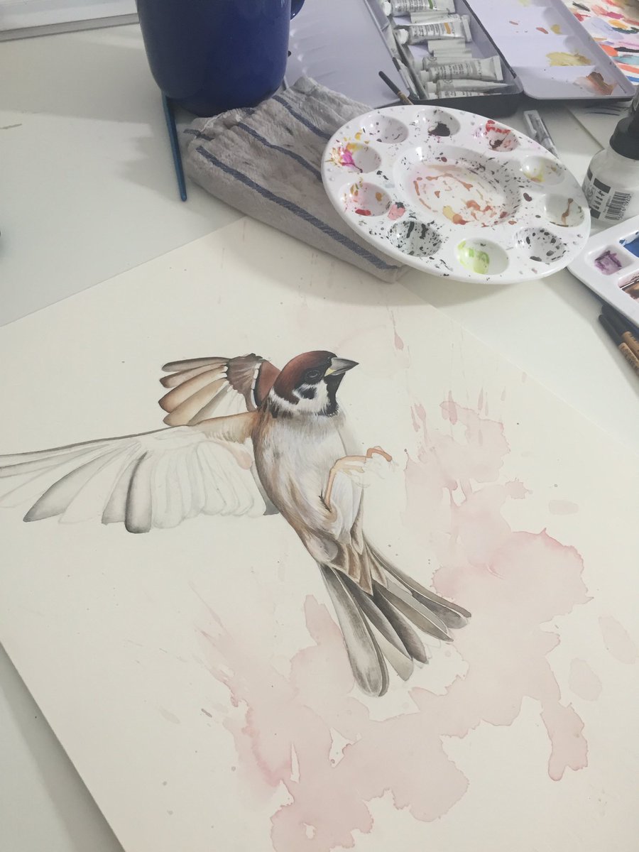 Mia0Hawk's tweet photo. Practice projects #painting #work #artistlife #watercolour #bird #illustration https://t.co/TrXFmSnwl2