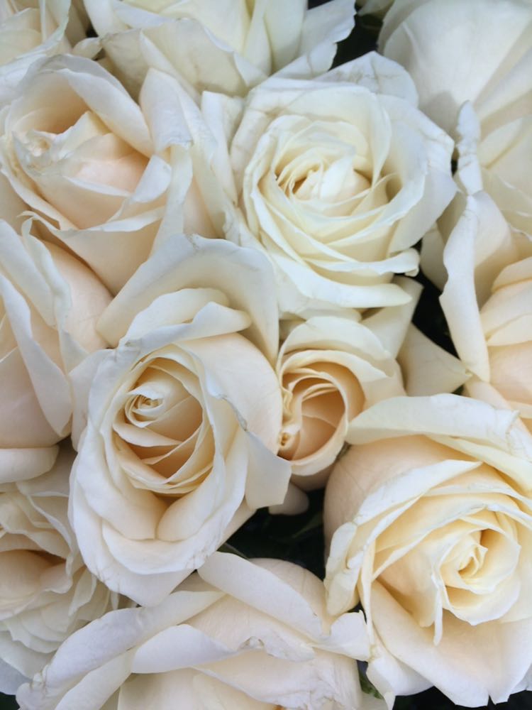 'Four seasons' Meijer Roses.... Simply divine