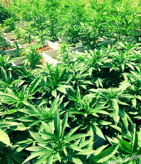 Atlas_Collectiv's tweet photo. Can't wait to watch these babies grow #oregon #organic #marijuana #ommp #nature https://t.co/JHXfIAAisx