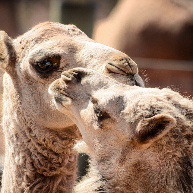 “Aww geez Mum, in front of the camera?" - This camel copped a big kiss from mum whilst <a href="/debrahoyt/">Debra C. Hoyt</a> was looking on!