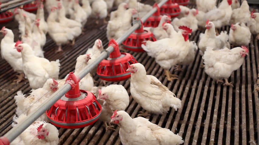 animalpenpals's tweet photo. #HowWeConsume animals changes the way they live and die. https://t.co/tfUgVaNiRU https://t.co/paDrBMfcv5