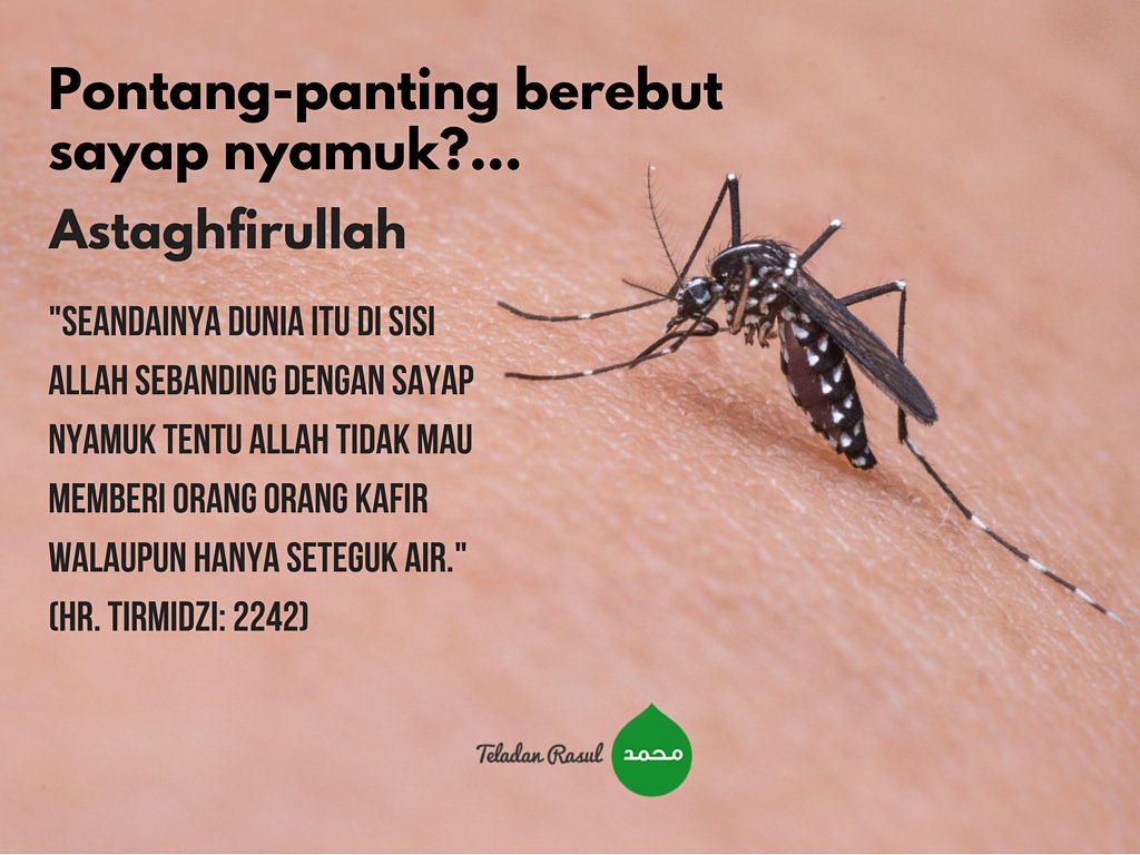 PONTANG-PANTING BEREBUT SAYAP NYAMUK?... ASTAGHFIRULLAH #TeladanRasul