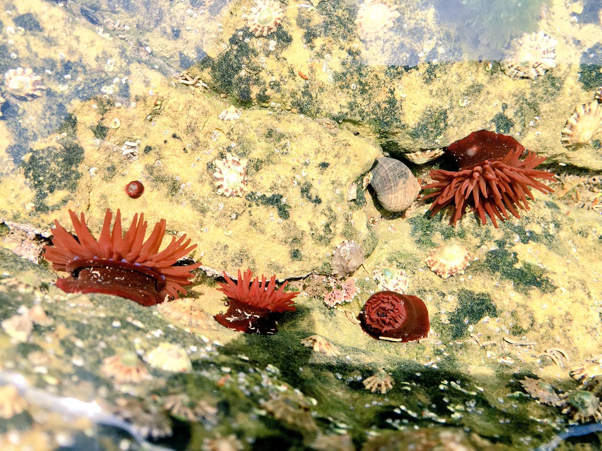 wildlifefotog's tweet photo. Hordes of #beadlet #anenomes on the #yorkshire #coast yesterday @OfficialFiley and a pretty fossil! #marine #biology https://t.co/VDgzx5AAH9