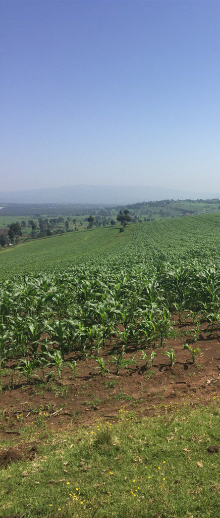 waluwande's tweet photo. This was part of the Mau Forest in Nakuru County. https://t.co/zBNeHyLWsN