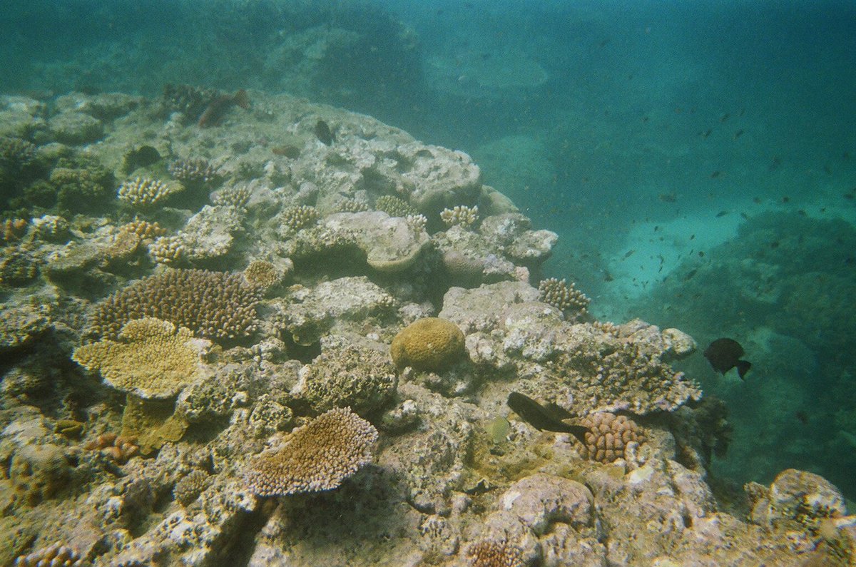 greenact2020's tweet photo. Ocean acidification: Decline of #GreatBarrierReef likely worse than feared #WorldOceansDay https://t.co/BBjPhrDTvD https://t.co/aAYTX13XdA