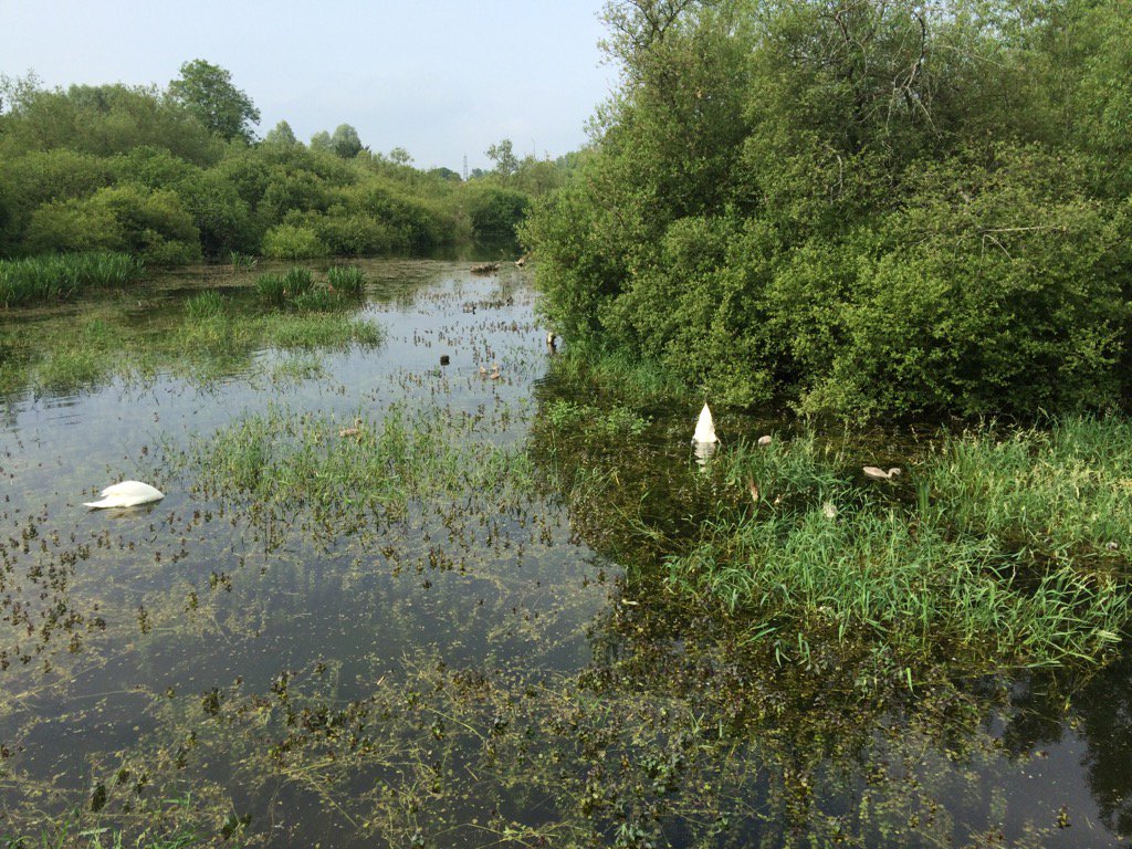MobilityCooper's tweet photo. Pond life in BW #sumnerdays https://t.co/3GjR6sca8B