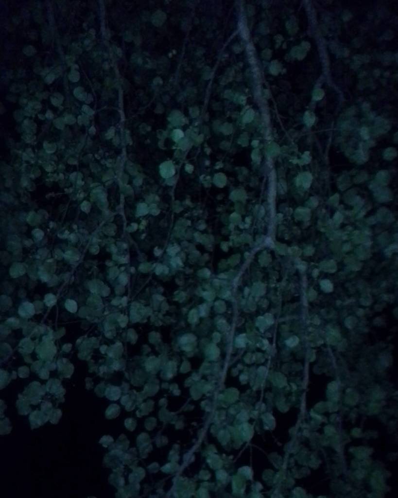 radiatingkatie's tweet photo. #insomnia #talkingtoatree #namedhimshelsilverstein #knownhimsincehewasplanted #hesaslonely… https://t.co/o1HQKrA818 https://t.co/yxj7Ah8EED