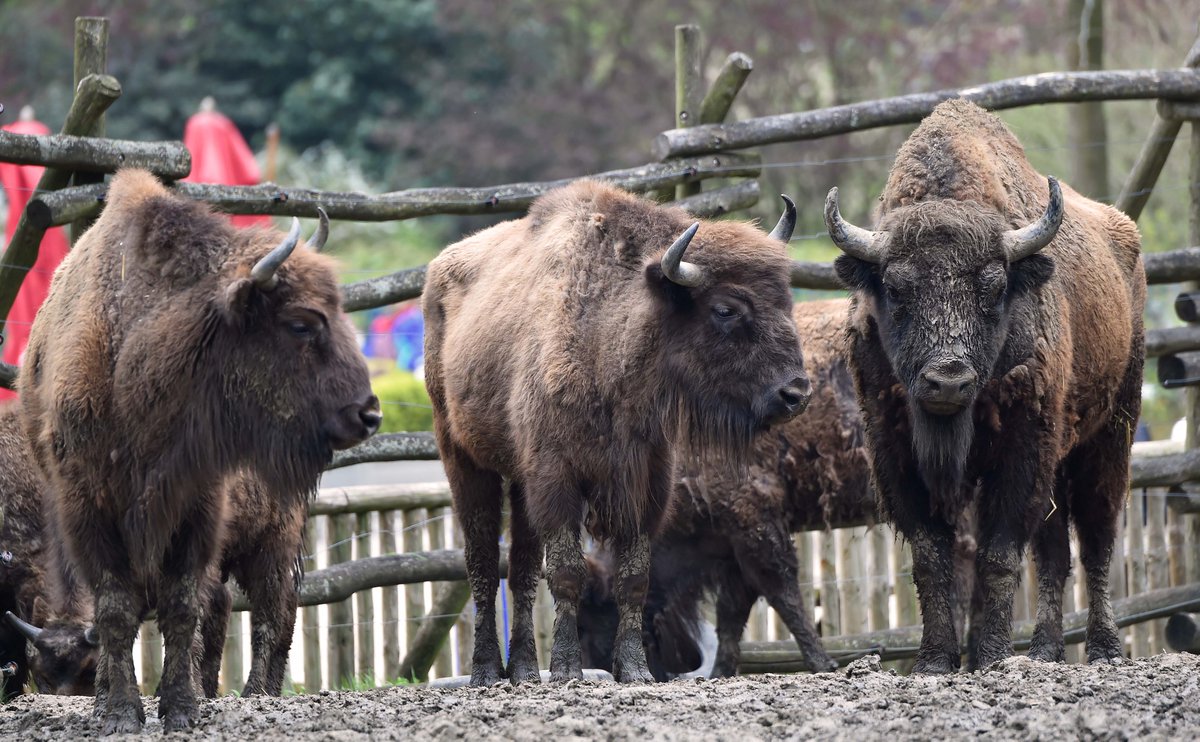 Bellewaerde's tweet photo. Drie Europese #Bizons uit #Bellewaerde op weg voor #herintroductie in het wild! Meer info: https://t.co/1pEUSNTpSG https://t.co/mK5qjtdSHG
