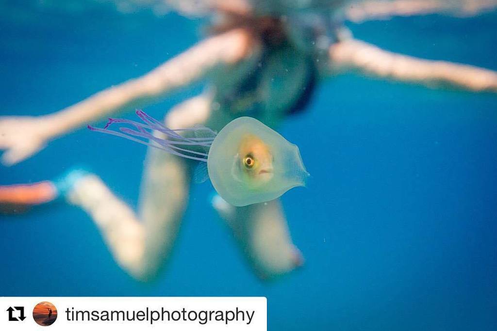 byronbay's tweet photo. Famous 'Fish Trapped in Jellyfish' Byron Bay... Repost @timsamuelphotography
・・・
It is cra… https://t.co/2XwJqL2vmi https://t.co/lsMA5cPguh