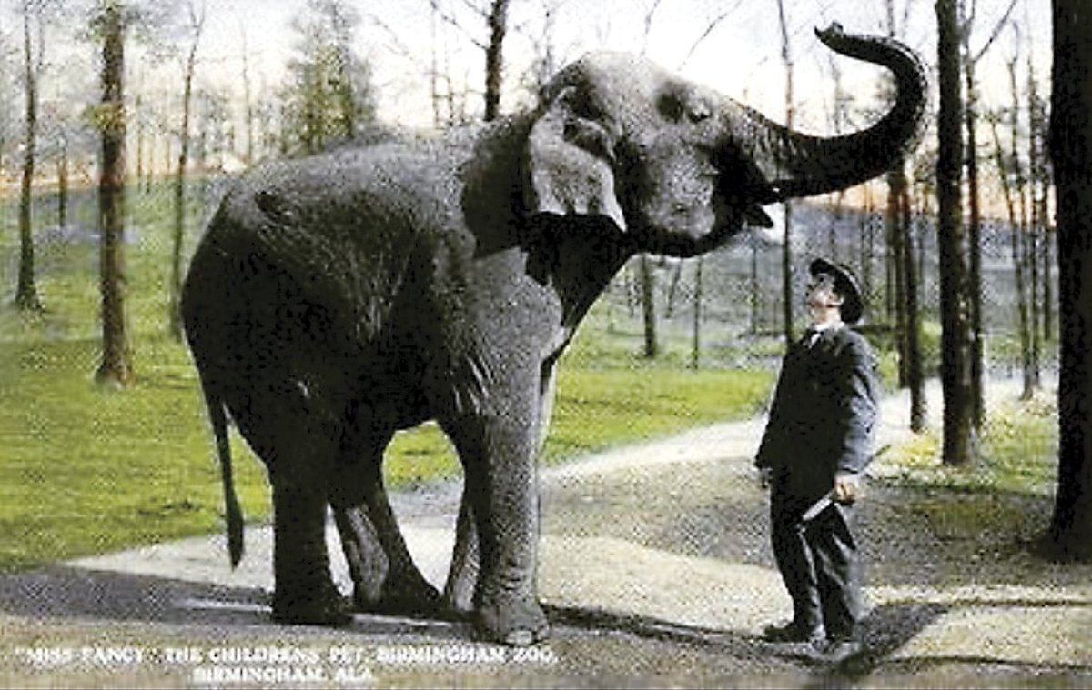IronCityInk's tweet photo. An elephant roamed #inbham in the '20s? Meet Miss Fancy, on @AvondaleBrewing logo, too! https://t.co/gy0IivVNtW https://t.co/4K9fZSTuFy