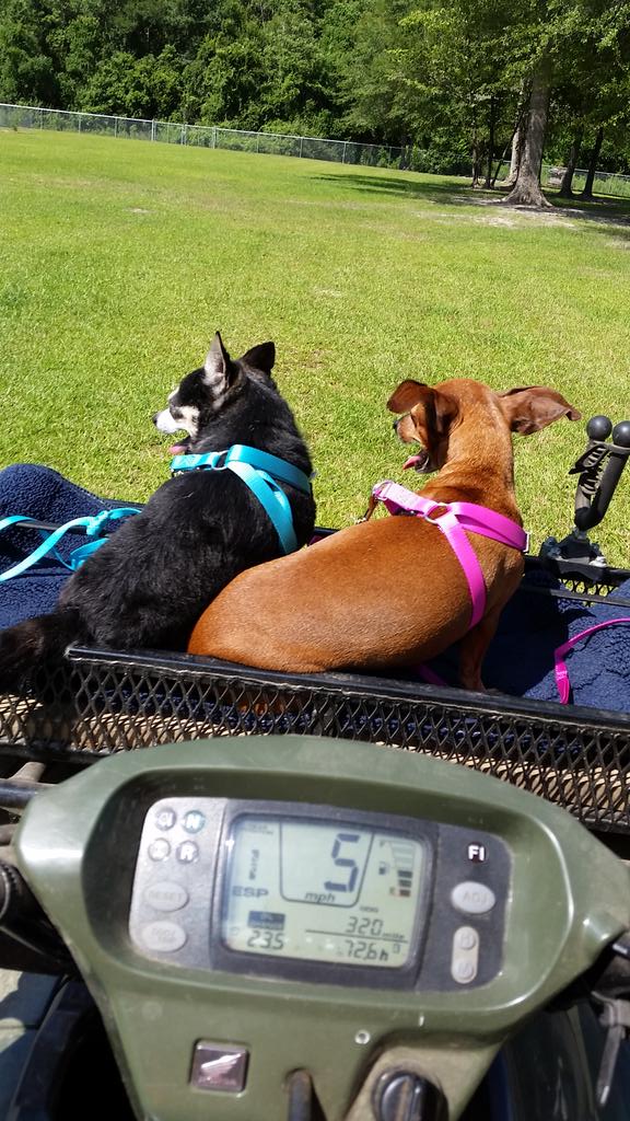 Rosa1rosanelson's tweet photo. Boudreaux and Layla go off-road ☺ #revivalpets https://t.co/nV3utafZzu