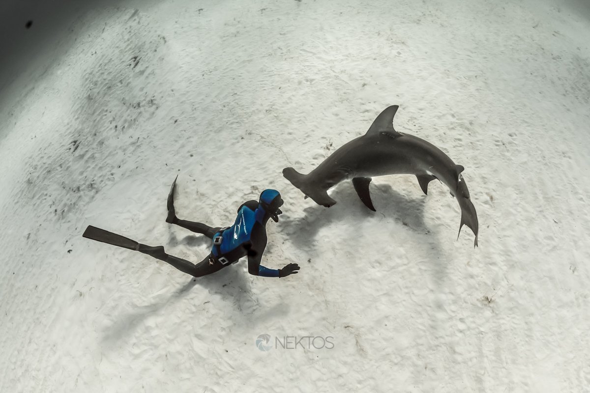 Every day is #WorldOceansDay ! #freediver <a href="/WilliamWinram/">William Winram</a> and great #hammerhead
@CelebrateOceans <a href="/Oceanwire/">Oceanwire 🇺🇦🌻</a>