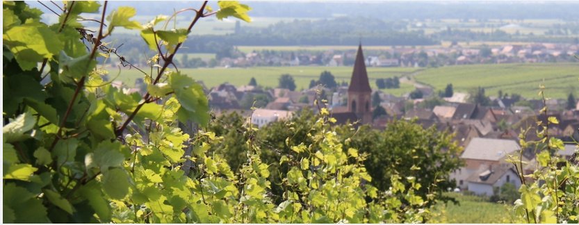 drinkAlsace's tweet photo. "Riesling is the most respected grape variety in #Alsace and quite rightly." @JancisRobinson #RIESLINGWEEK https://t.co/uRySvBgRA0