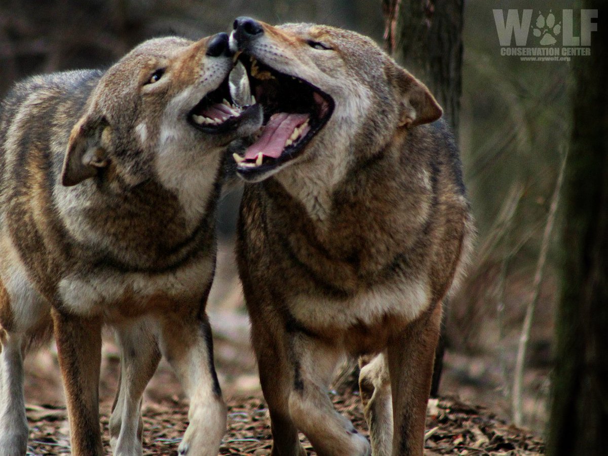 nywolforg's tweet photo. Things are never quite as scary when you've got a best friend. 
~ Calvin &amp; Hobbes #NationalBestFriendsDay https://t.co/JcQhW0heWm
