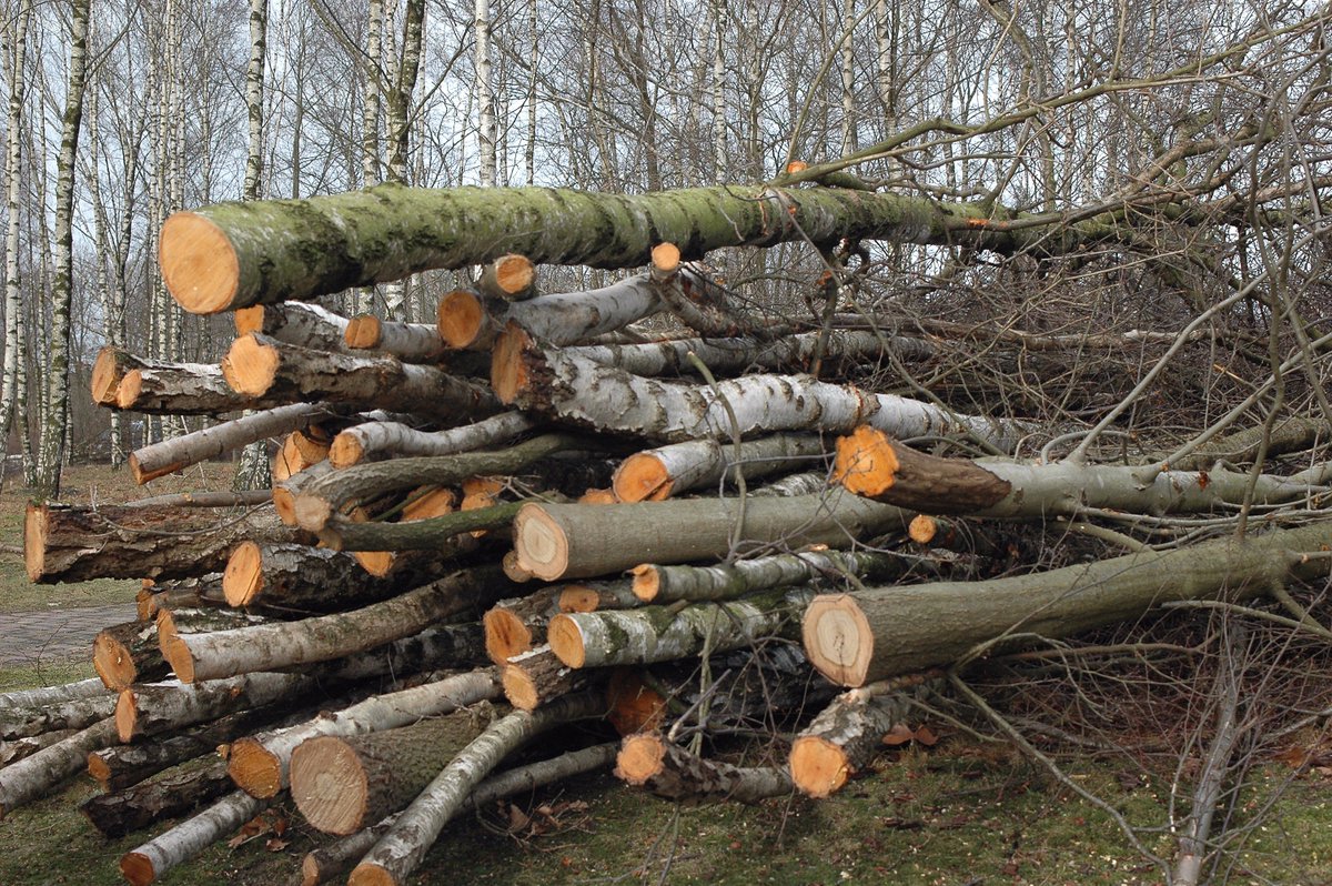 We_Need_Trees's tweet photo. in the past 12,000 Years we have managed to cut down 46% of all trees in the world #WeNeedTrees #LetTreesLive https://t.co/HhGTWxnmx5