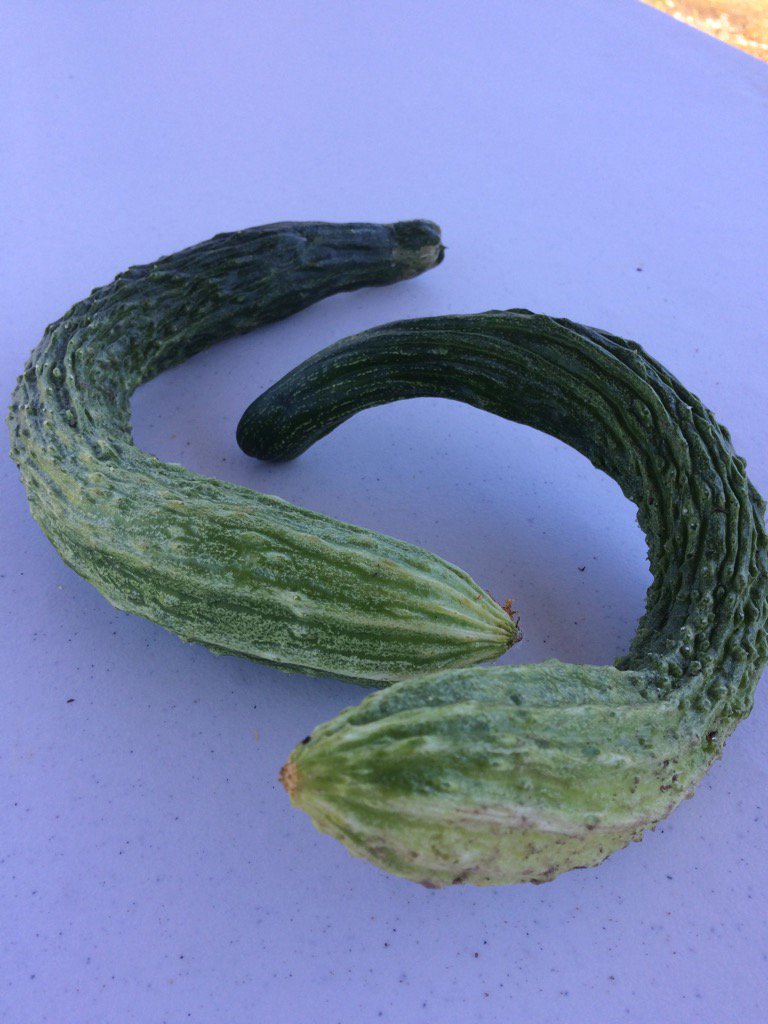 LancePaper's tweet image. Today we're setting up but tomorrow we feast on BBQ and vegetables from the @FoodBankCENC #NewBernNC garden