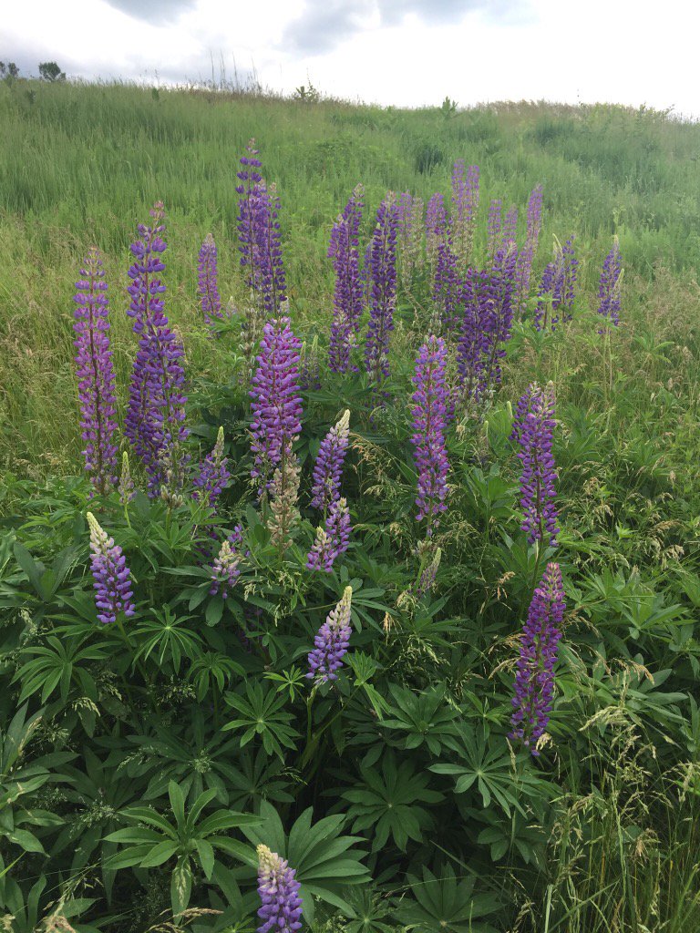 Chrissychatt's tweet image. Wishing all my Twitter friends a Wonderful Wednesday with some beautiful wild flowers in the park🐶