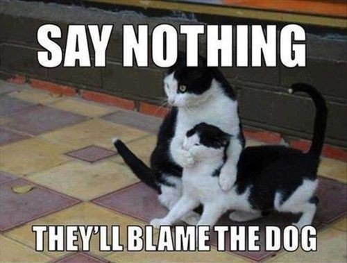 KittyCatWeb's tweet image. Blame The Dog :-)