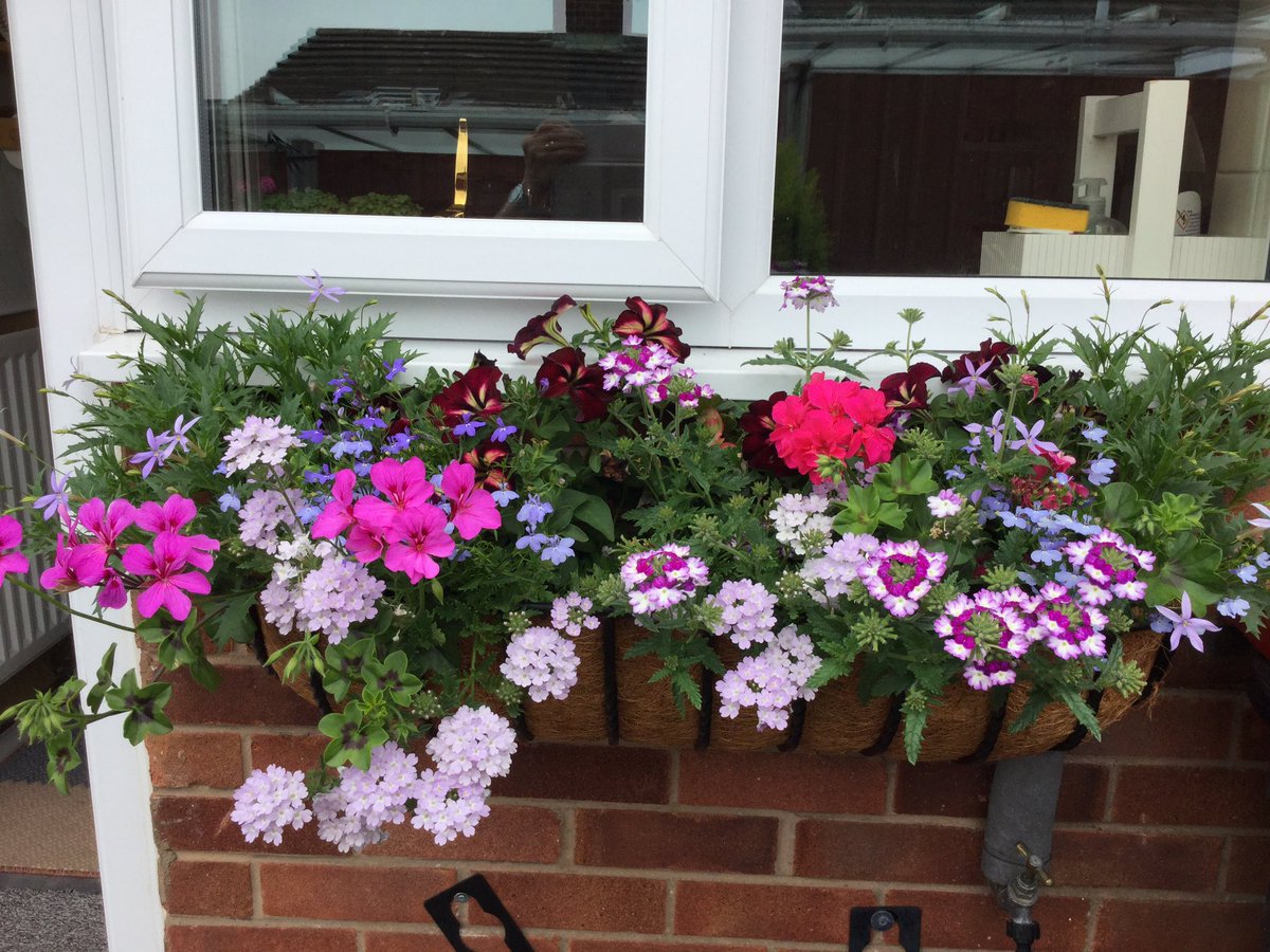 One of my window boxes,