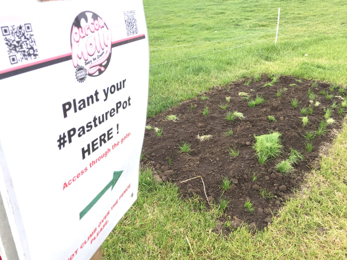 OurCowMolly's tweet photo. DON'T PANIC ! - it's not too late to plant your #PasturePot bring it up anytime & plant it for the cows 🐮👍🏽 https://t.co/vPkKasDuxQ
