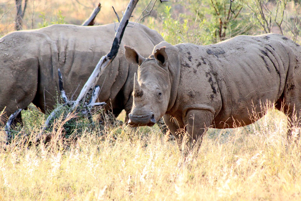 joepietersen's tweet photo. The @RGA_RE seminar in @CityofJoburgZA was great!

Thank you to everyone.
Pls RT
#useWHATyouhave to save the rhino. https://t.co/ncLznfElFF