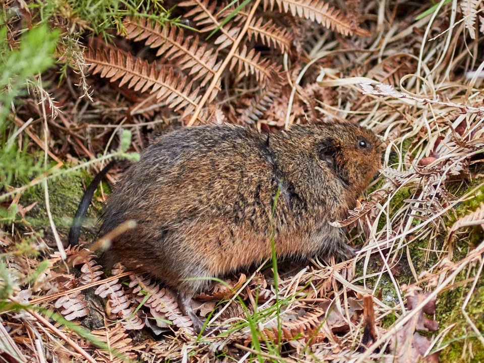 PilgrimVale's tweet photo. MT @cobwoodstudio:
Water vole searches out shoots for breakfast at RSPB Arne this morning @RSPBArne @DorsetWildlife https://t.co/21ppNhJHhE'