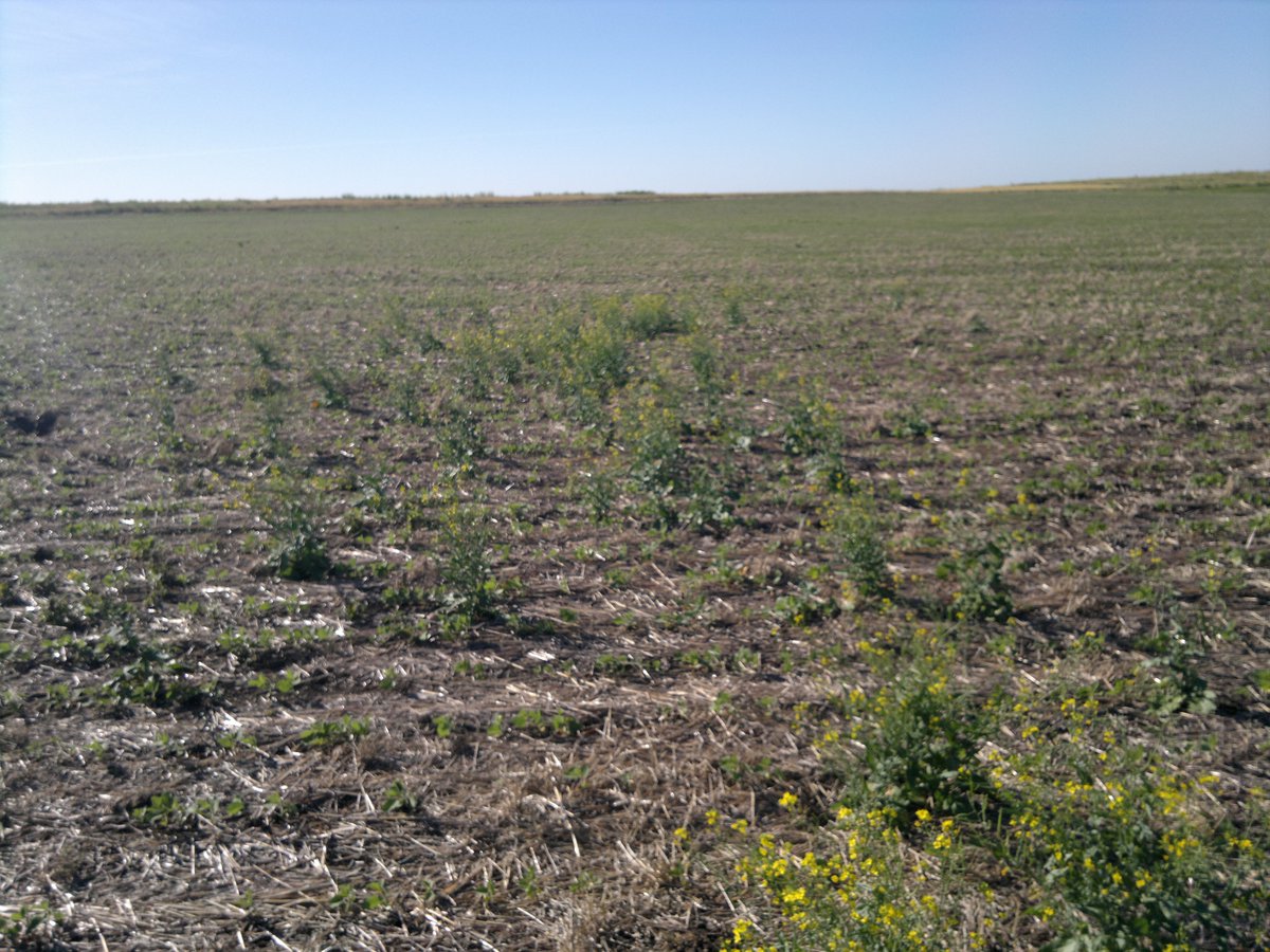 PecoAz's tweet photo. Jornada #REM @aapresid en #Tandil problemática de malezas resistentes   https://t.co/ykda7hgYEL #weedcontrol https://t.co/wJyfp7MP03