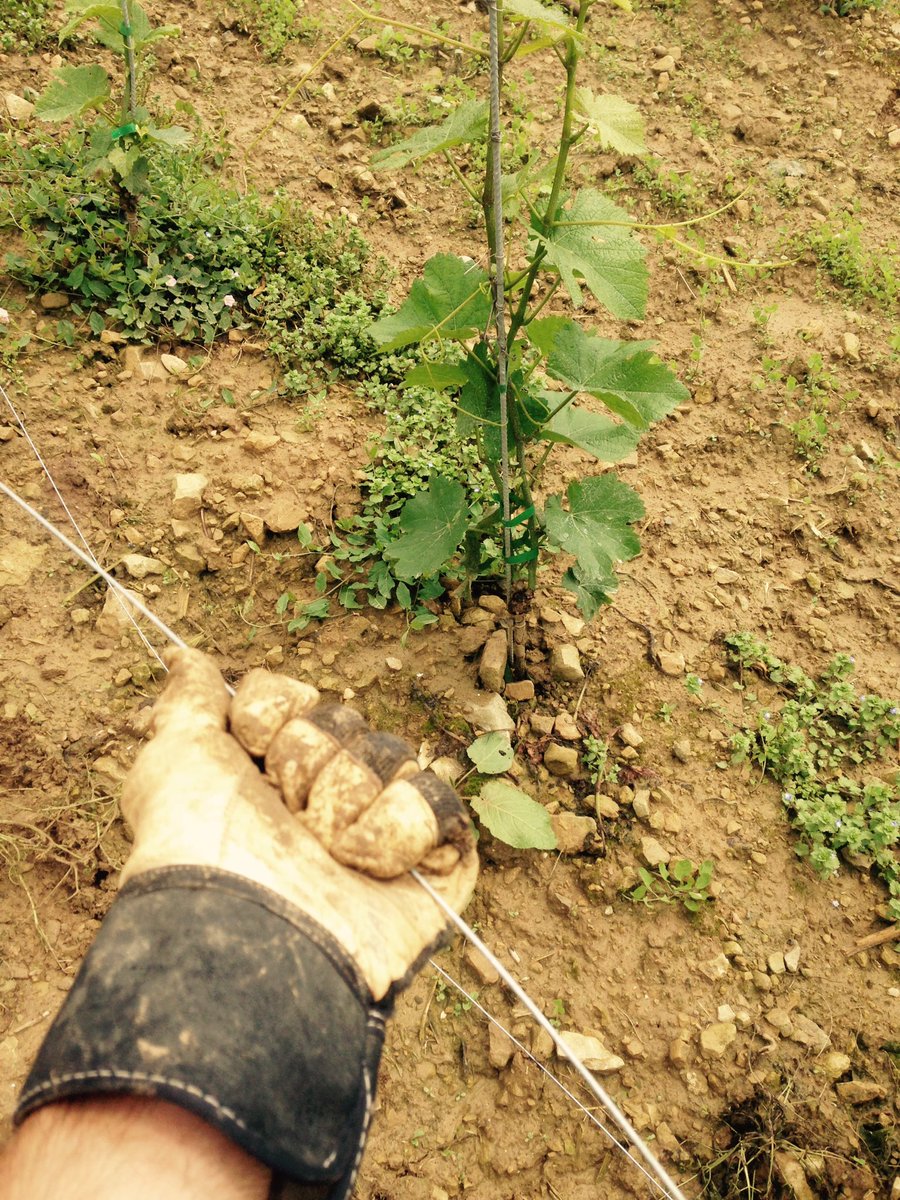 JonasDostert's tweet photo. Der Boden (k)lebt. Neue Drähte für den Jungen Pinot Noir. https://t.co/m6vmnCmpz8