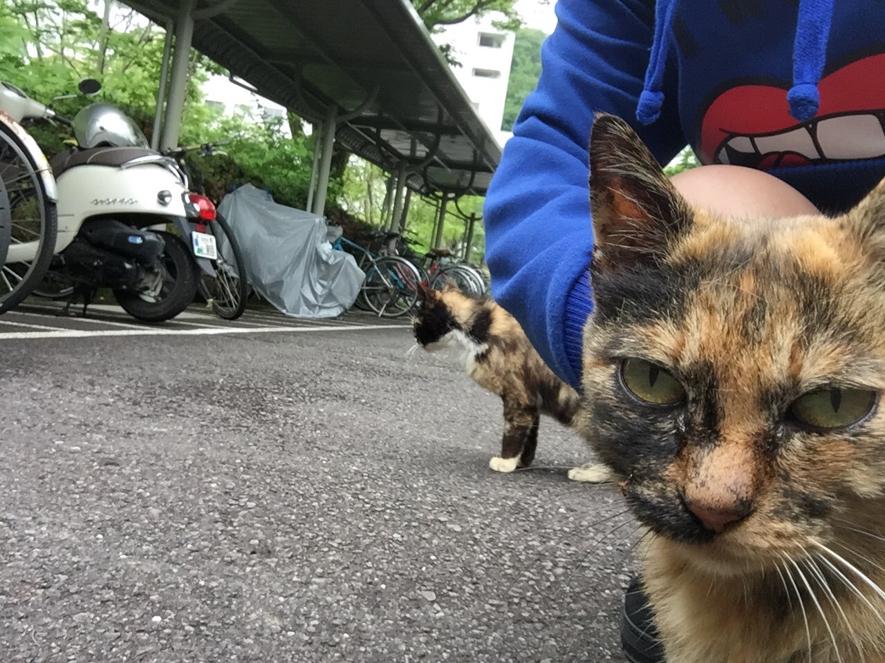 MAYU★ページ mayu tanaka (@blue45278) / X