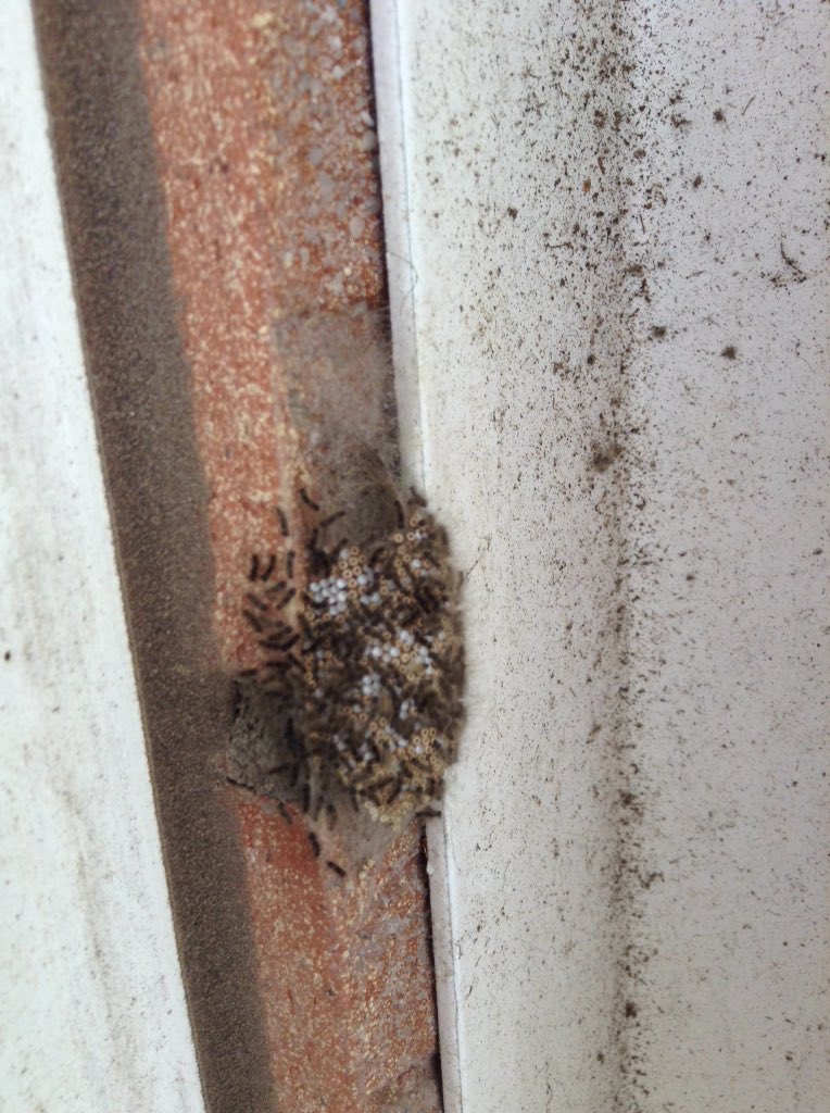 TeamFoundation_'s tweet photo. Finding insects but who lives here ? @KensingPrimary #discoveringscience #bigquestionsoftheday https://t.co/rJ18Fhbiwo