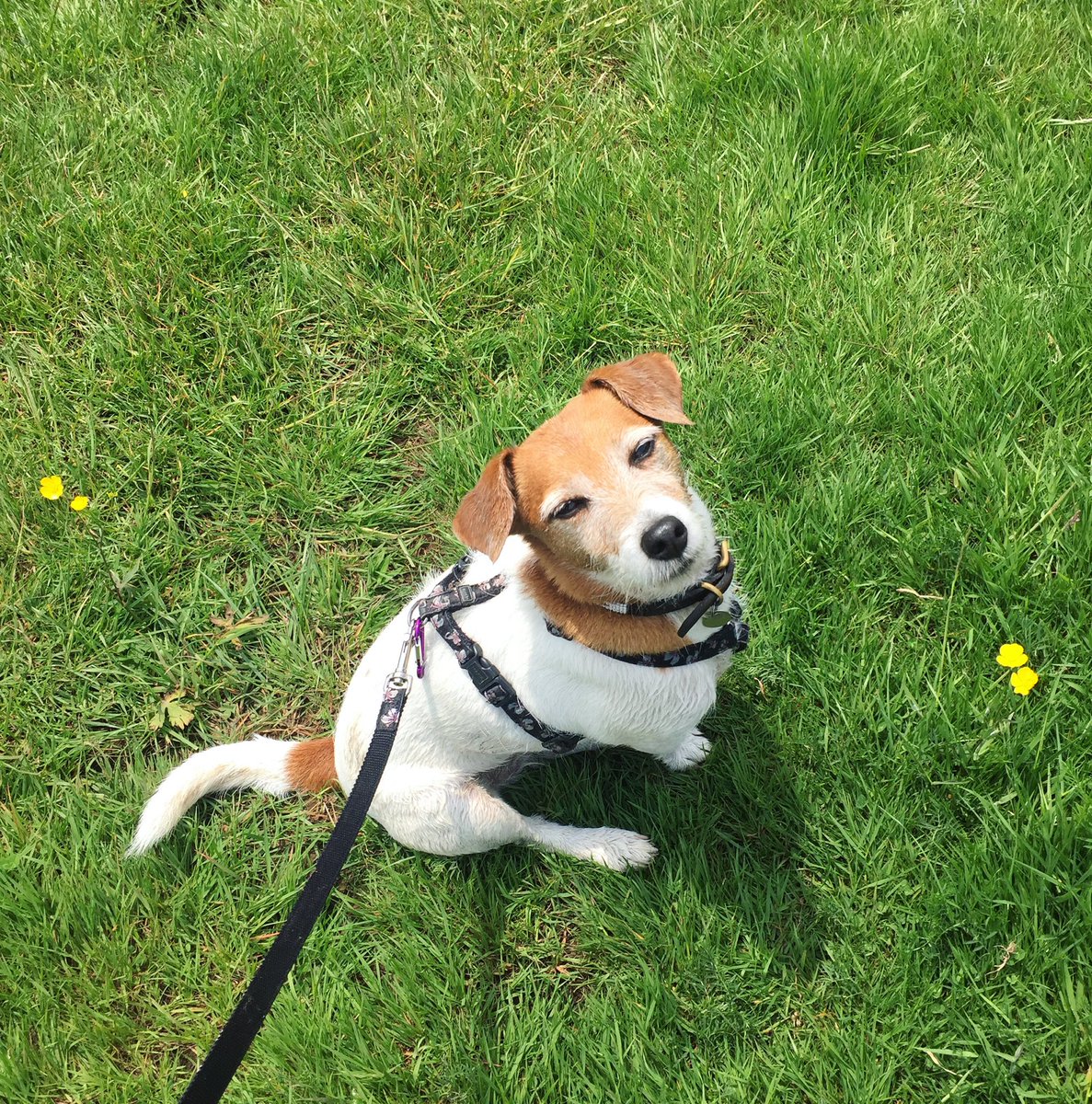 wagandstride's tweet photo. When bigger IS better 💥 #stickgamestrong #dogfriendly #doggydaycare #northlondon #woofwoofwednesday #WednesdayWisdom https://t.co/u6PylV6gTH