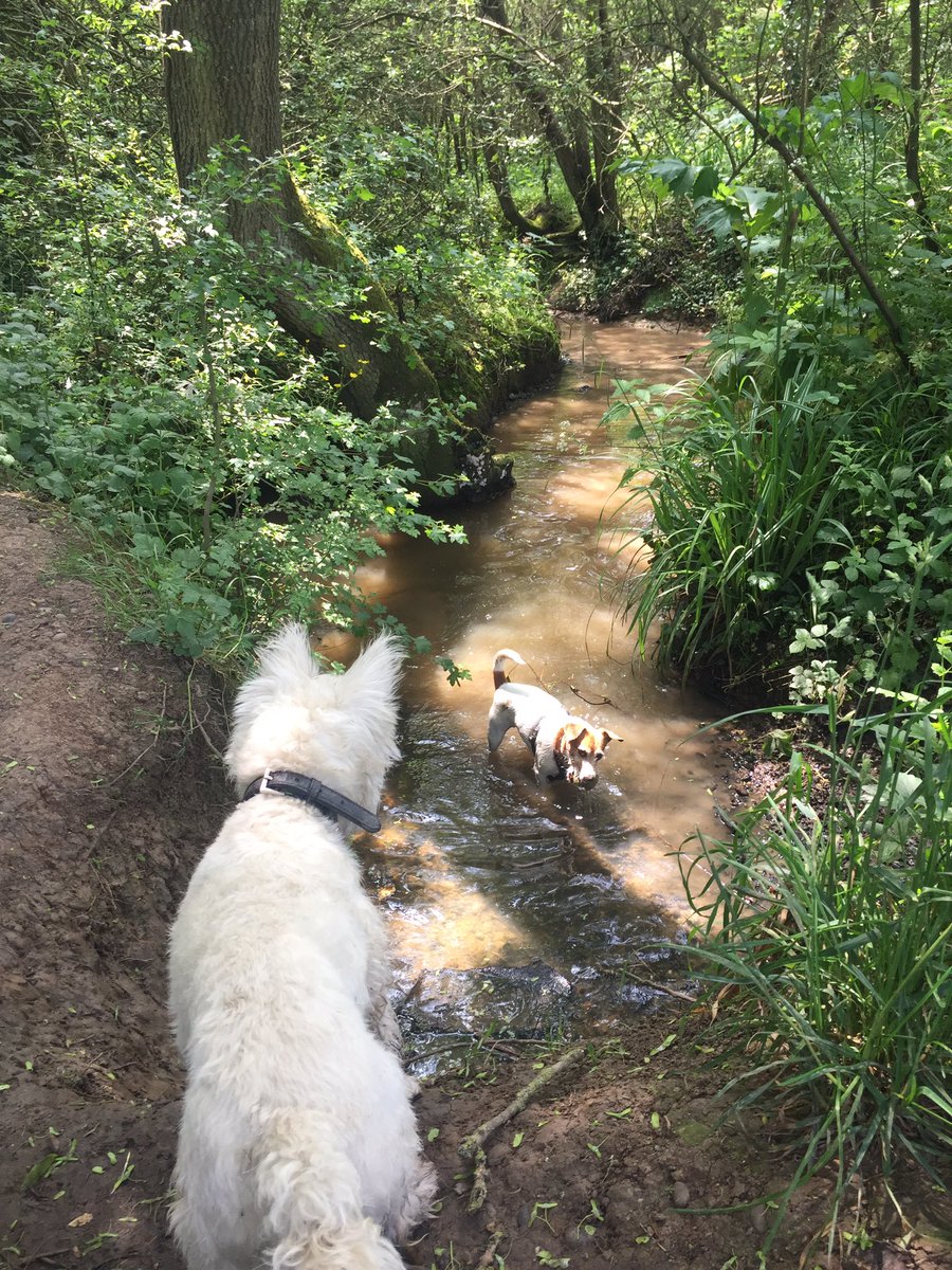 wagandstride's tweet photo. When bigger IS better 💥 #stickgamestrong #dogfriendly #doggydaycare #northlondon #woofwoofwednesday #WednesdayWisdom https://t.co/u6PylV6gTH