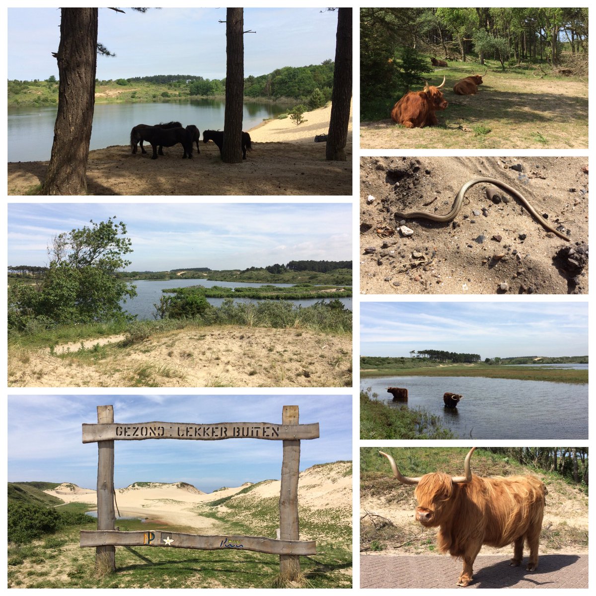 SandraGreeuw's tweet image. Wat was het weer lekker vanochtend in de duinen! @NPZK